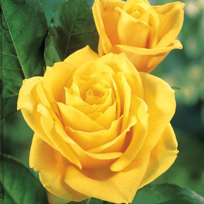 Collection de 5 Rosiers pour bouquets - Rosa 'hadangel', 'oklahoma', 'pink perfume', 'oran