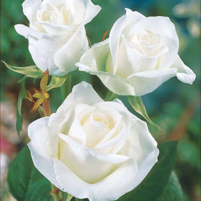 Collection de 5 Rosiers pour bouquets - Rosa 'hadangel', 'oklahoma', 'pink perfume', 'oran