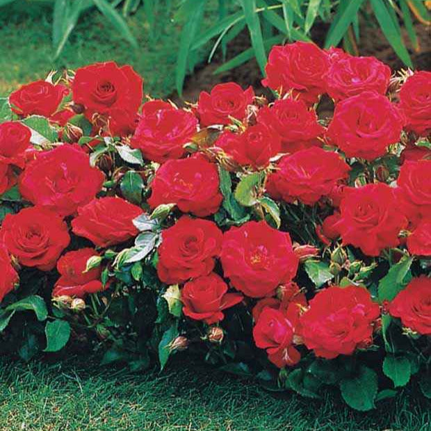 Collection de 3 mini-rosiers Randilla : rouge, jaune , rose - Rosa randilla - Plantes