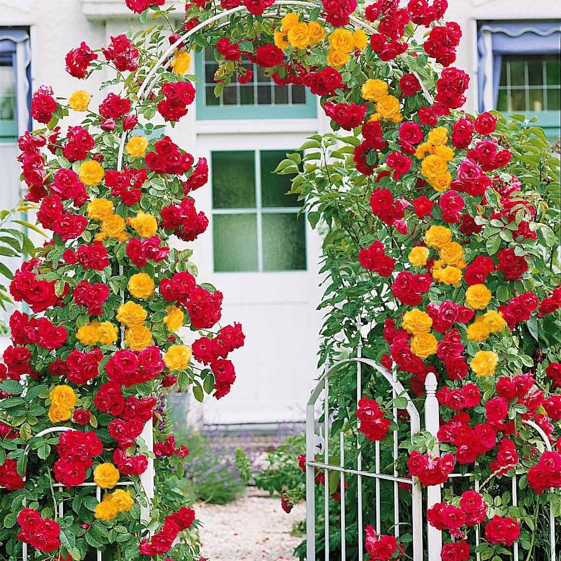 Duo De Rosiers Grimpants à Racines Nues - Blanc Et Rose - Lot De 2 Plants Pour Arches, Pergolas, Clôtures - Vivaces