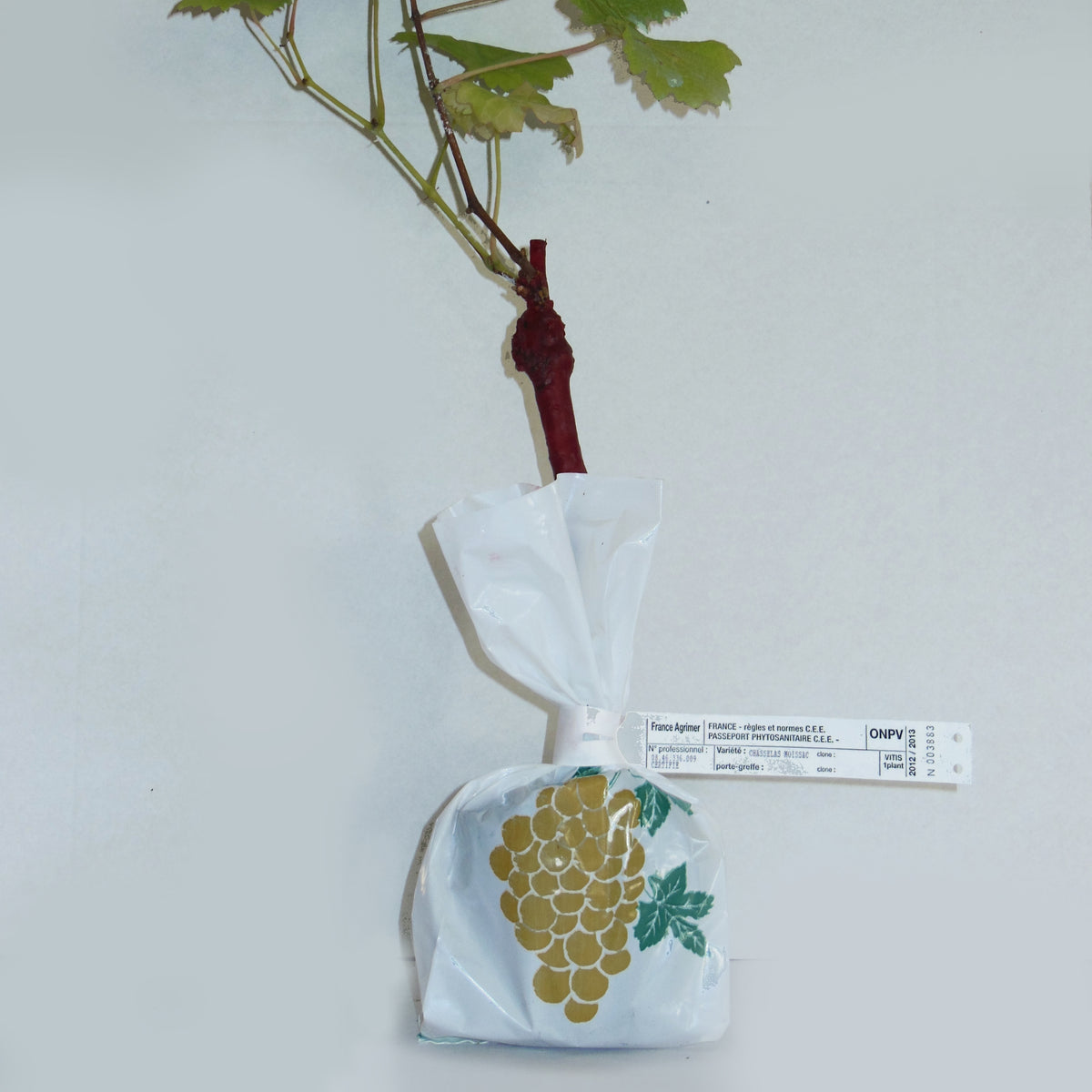 Collection de 2 Vignes : Muscat de Hambourg et Chasselas de Fontainebleau - Vitis vinifera - Willemse