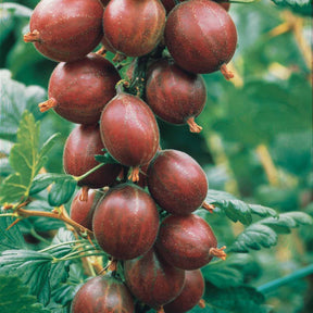 Collection de 4 groseilliers à maquereaux - Ribes uva-crispa winhams industry, anglaise blanch