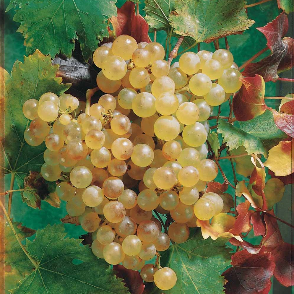 Collection de 4 vignes - Vitis vinifera - Fruitiers Arbres et arbustes