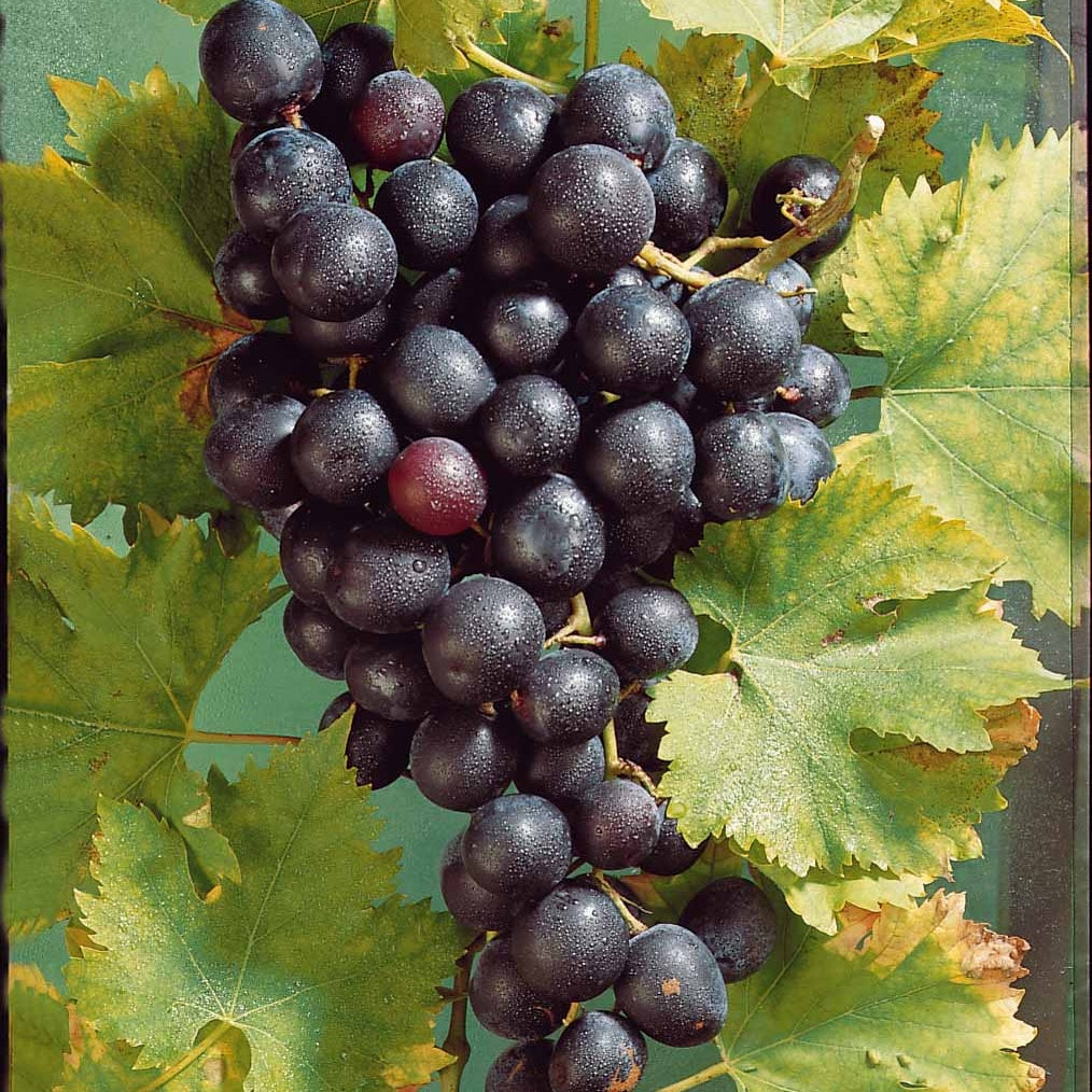 Collection de 4 vignes - Vitis vinifera