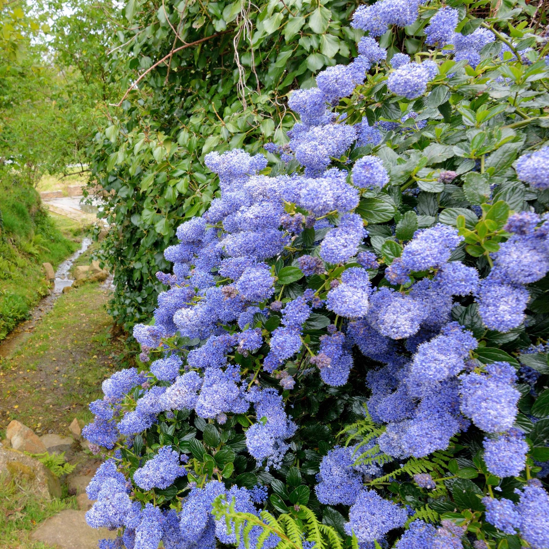 Céanothe Victoria - Lilas de Californie - Ceanothus impressus Victoria