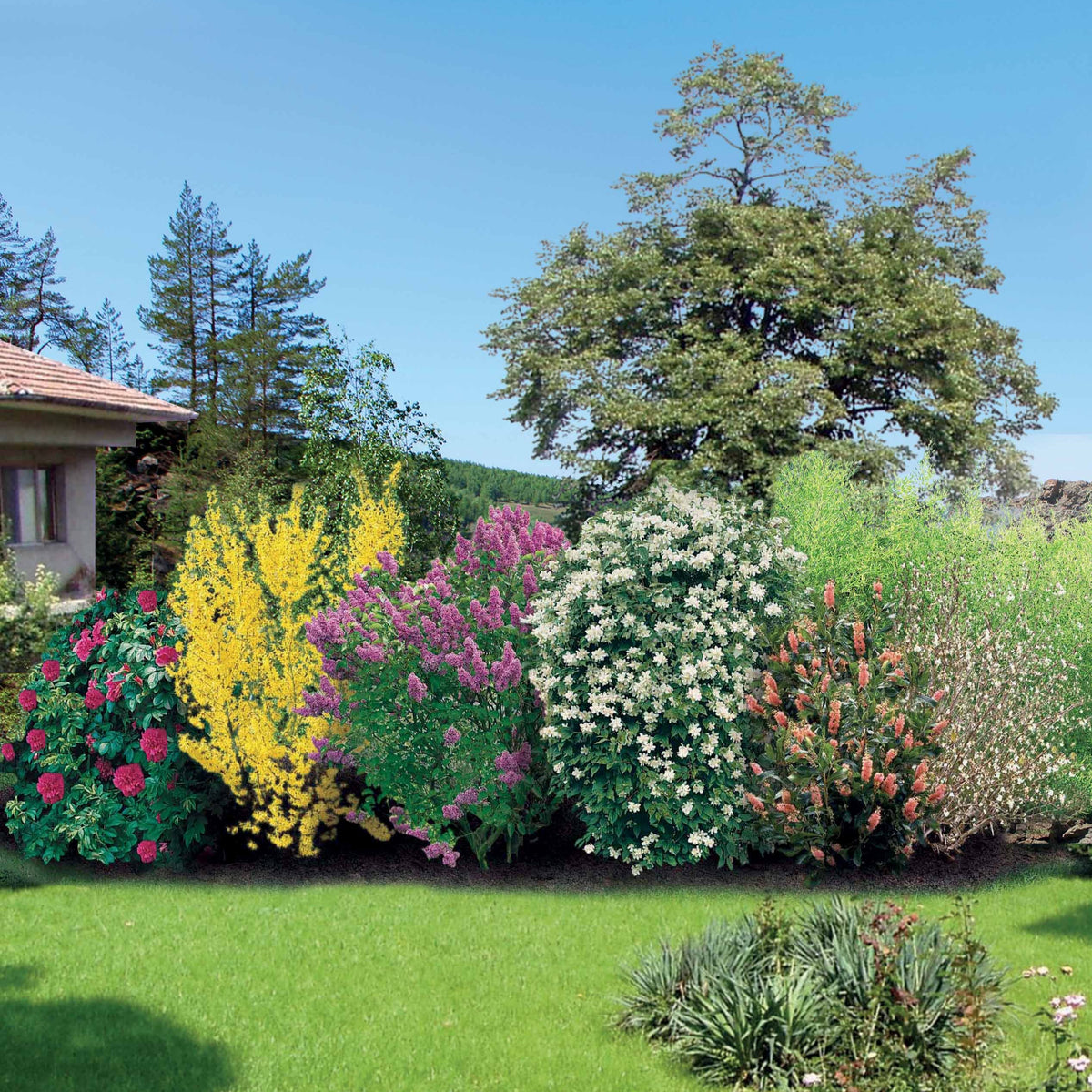 Collection Haie fleuries et parfumées - 12 arbustes - Syringa vulgaris, Forsythia x intermedia Spectabilis, Lonicera fragrantissima, Clethra alnifolia, Philadelphus virginal, Rosa rugosa - Willemse