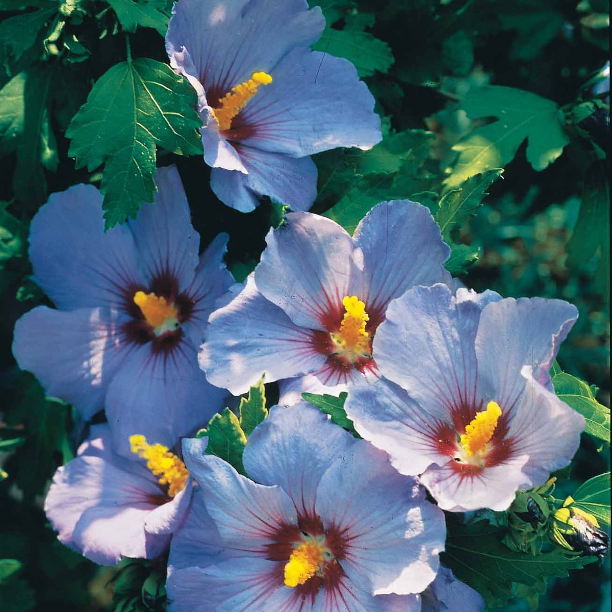 Collection de 2 Hibiscus de jardin sur tige - Hibiscus syriacus - Willemse