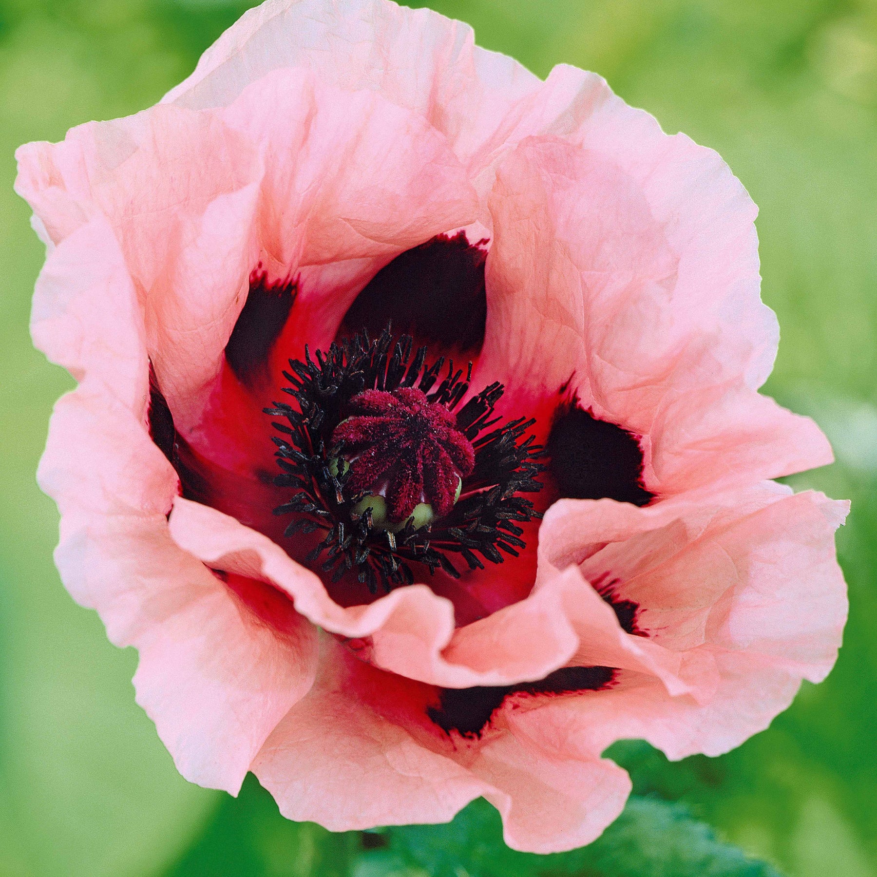 3 Pavots d'Orient rose - Papaver orientale little candy floss - Plantes