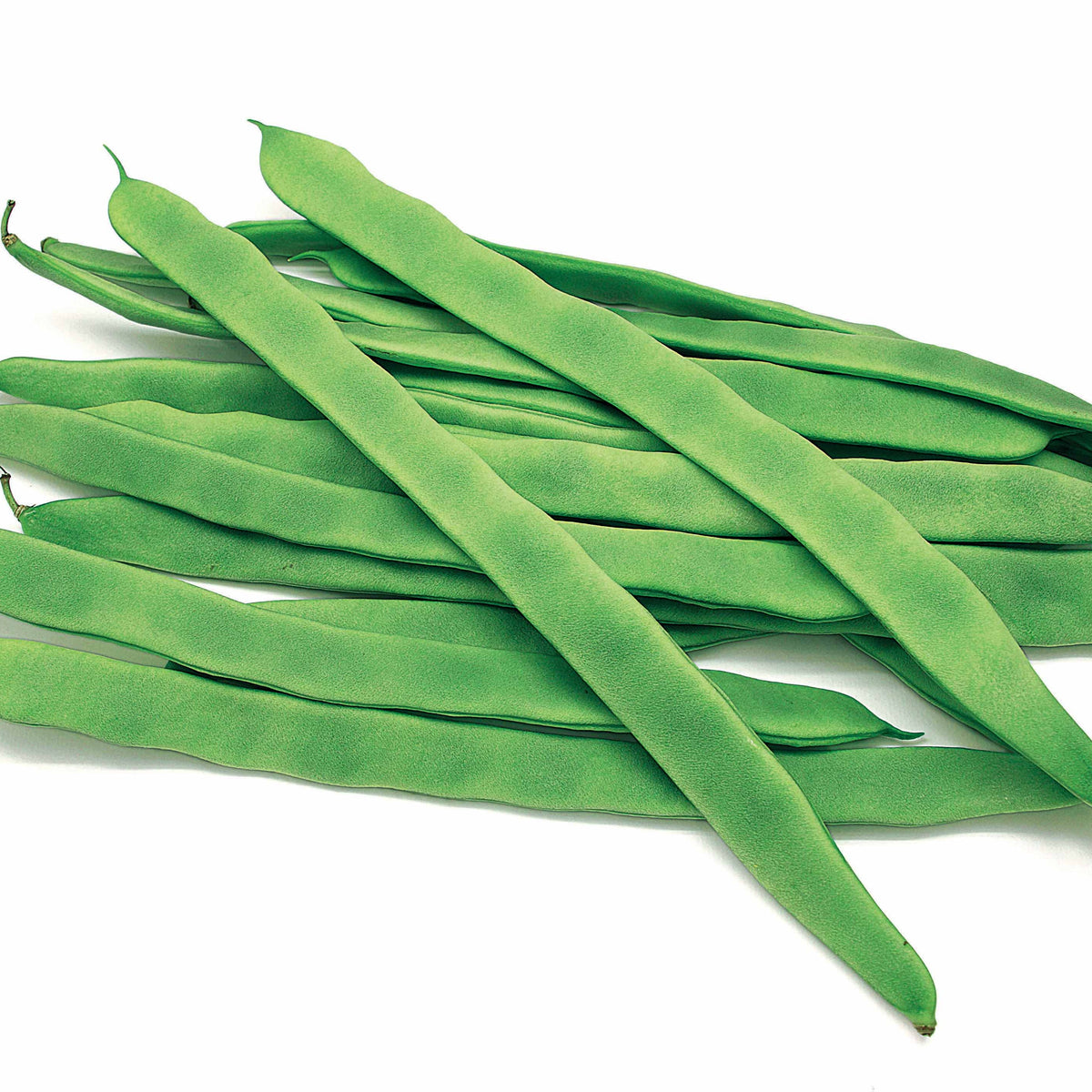 Haricot à rames plat Planeta - Phaseolus vulgaris planeta - Willemse