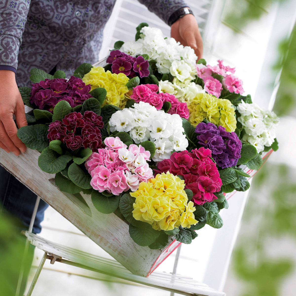 3 Primevères Double Princess en mélange - Primula double princess - Willemse