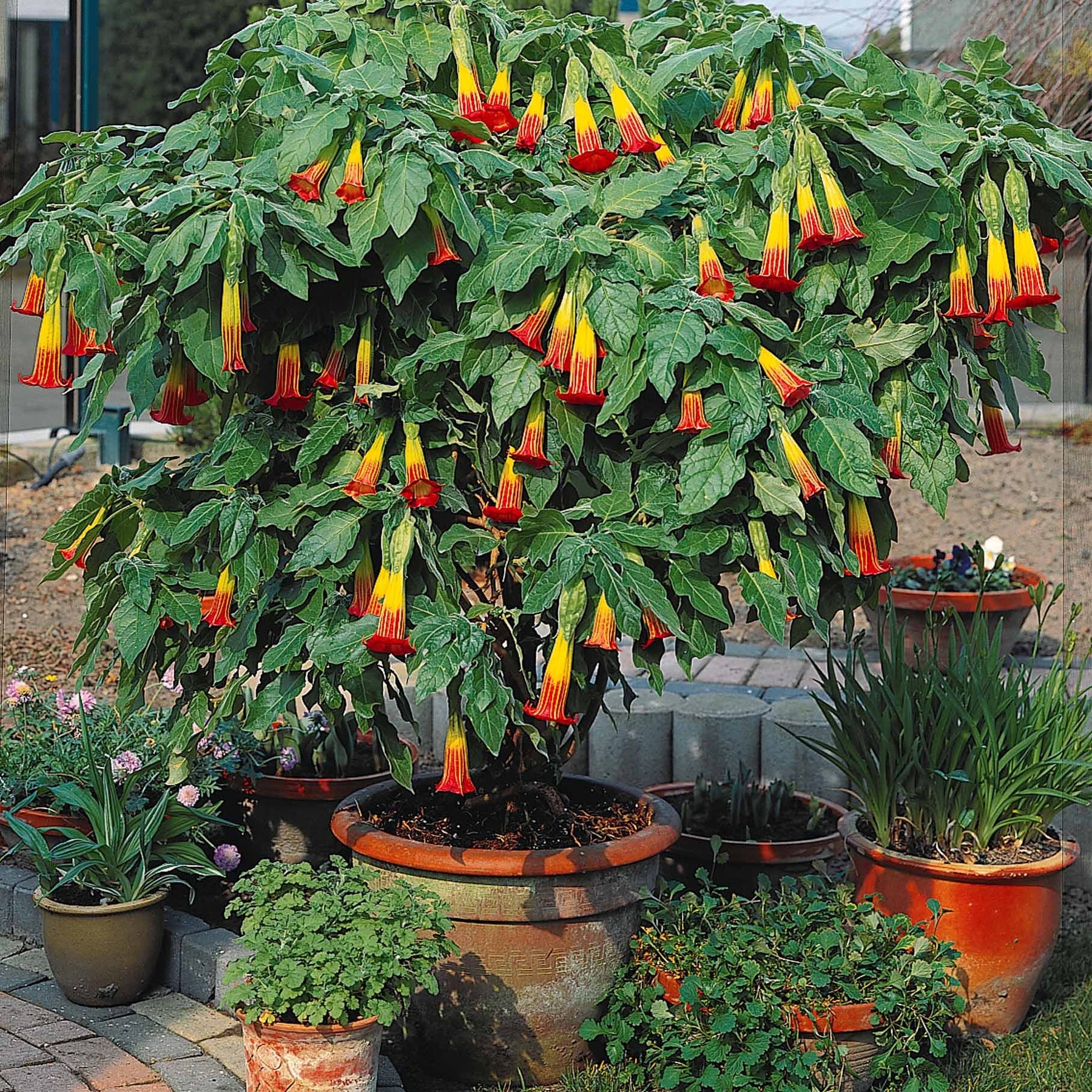 Collection de 3 Brugmansias : rouge et or, jaune, rose - Brugmansia