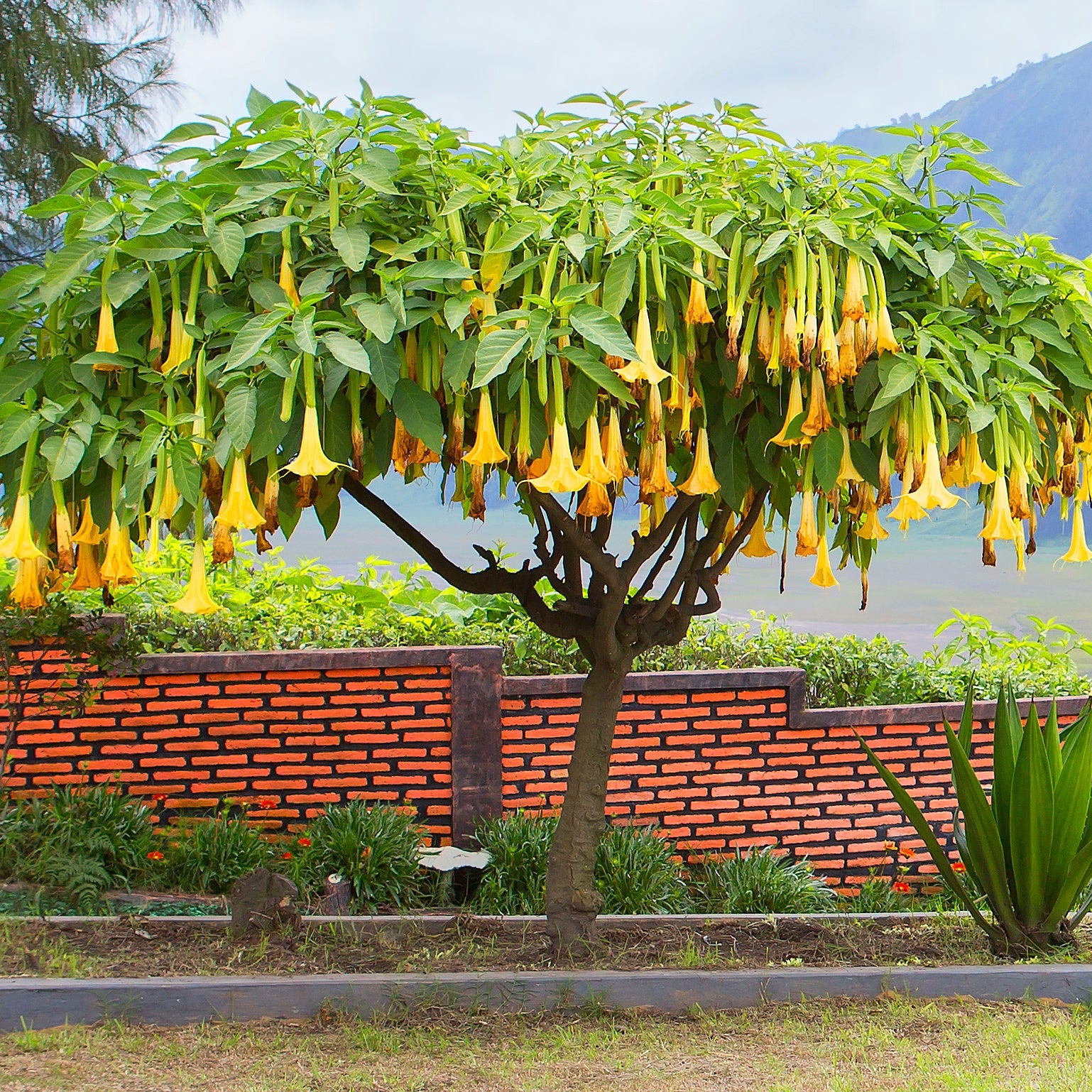 Collection de 3 Brugmansias : rouge et or, jaune, rose - Brugmansia