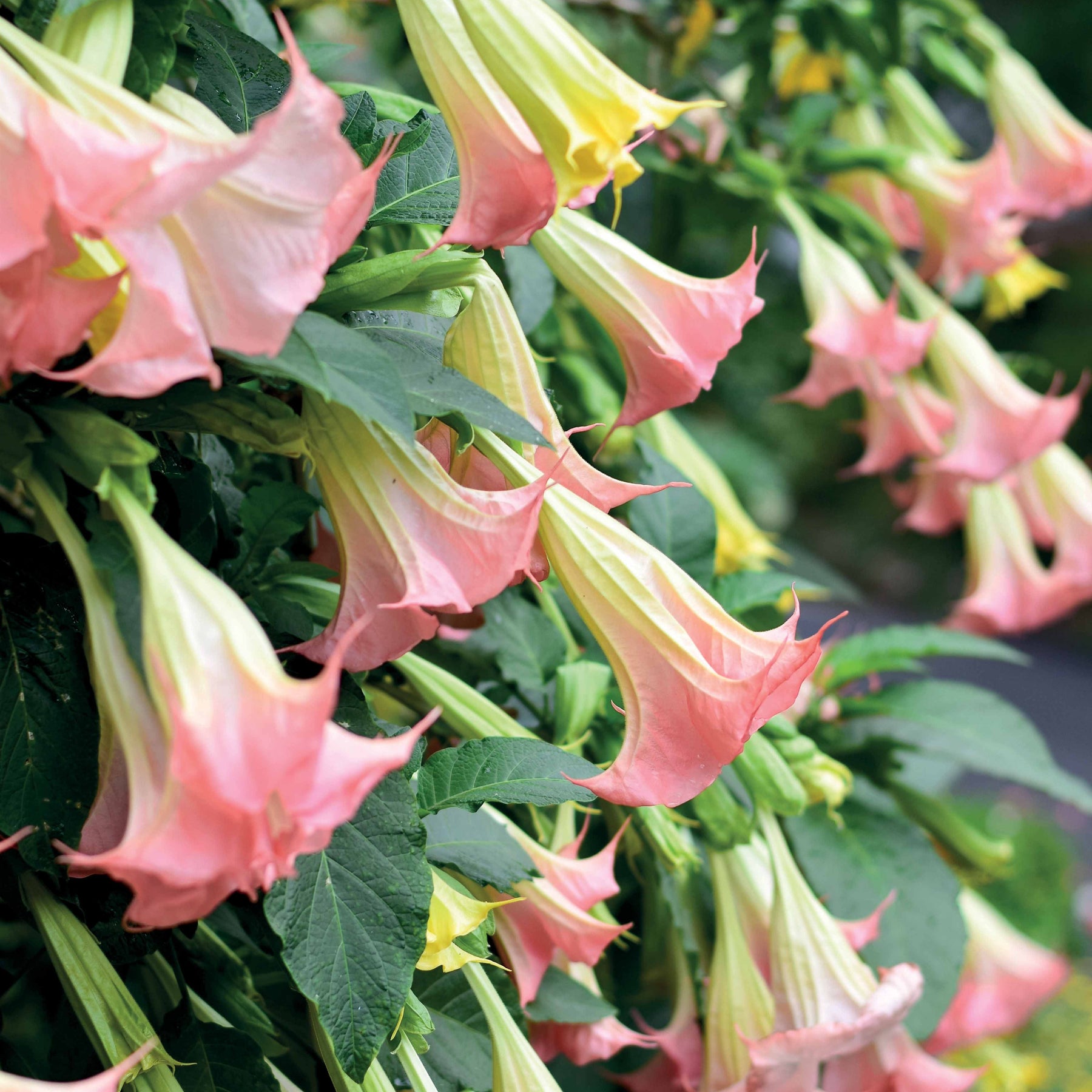 Collection de 3 Brugmansias : rouge et or, jaune, rose - Brugmansia - Arbustes