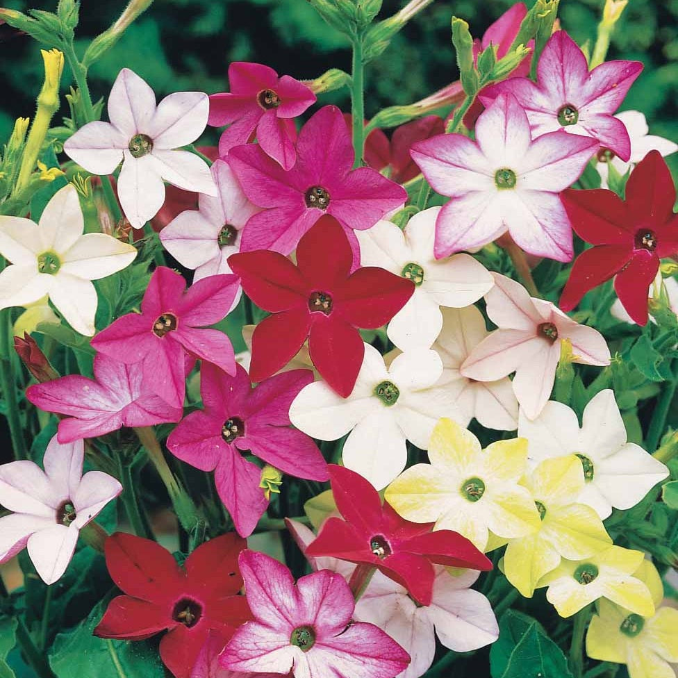 Tabac d'ornement en mélange - Nicotiana alata - Potager