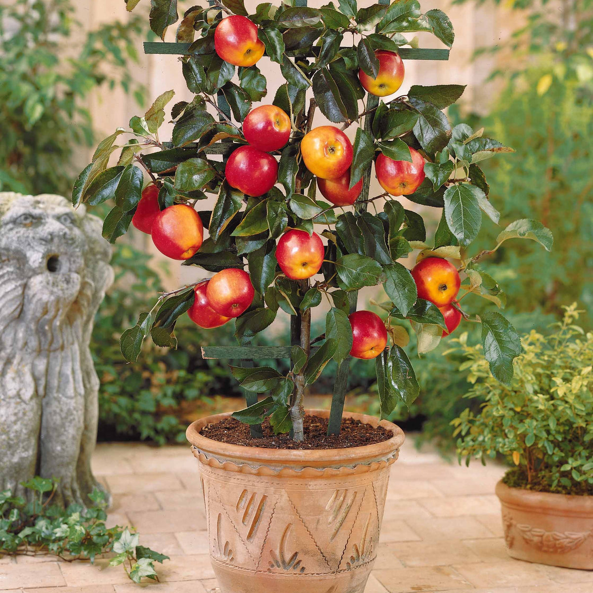 Collection de 4 mini-fruitiers d'été - Pyrus communis, Prunus salicina ,Malus domestica, Prunus avium - Willemse