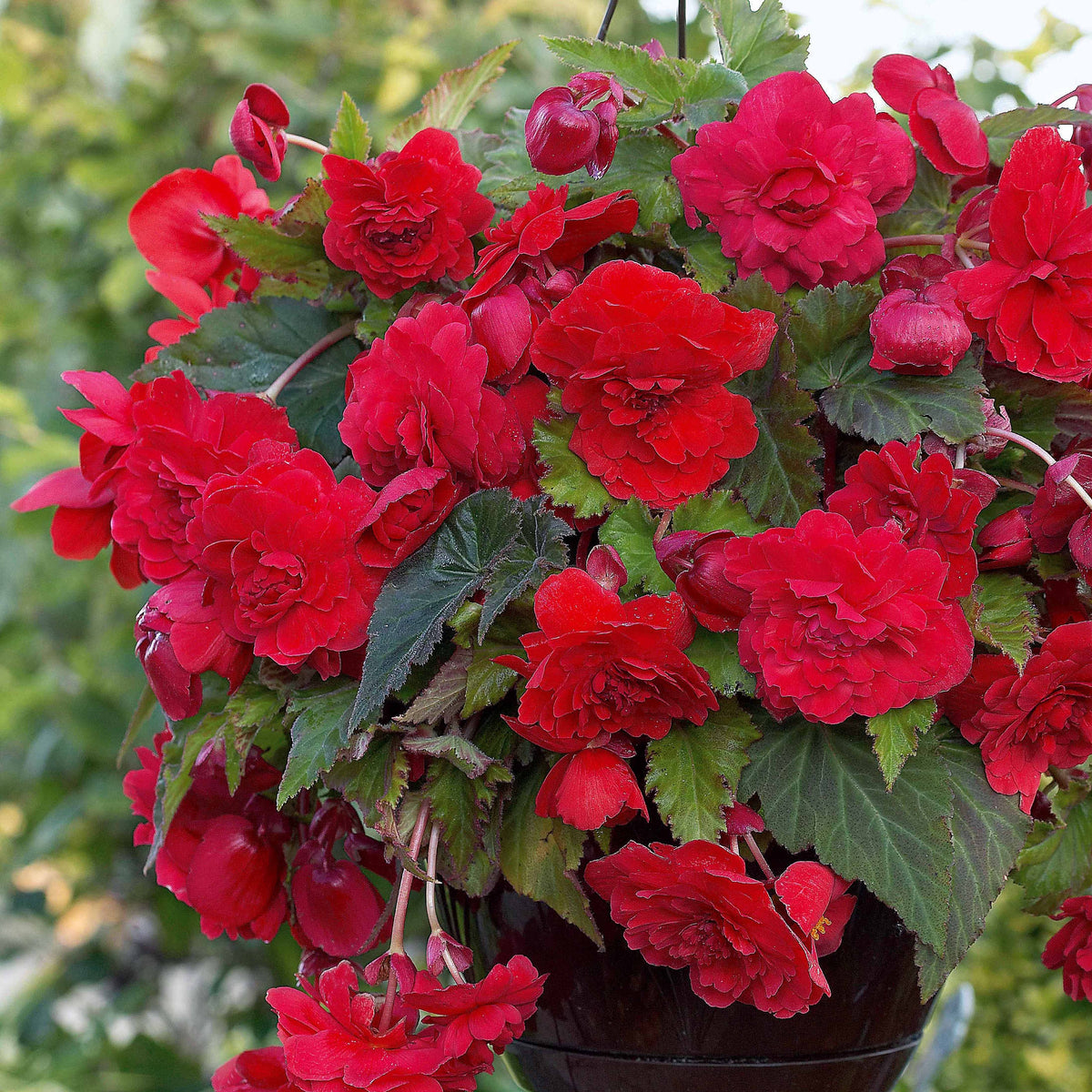 9 Bégonias parfumées en mélange - Begonia 'red glory', 'angélique''pink delight' - Willemse