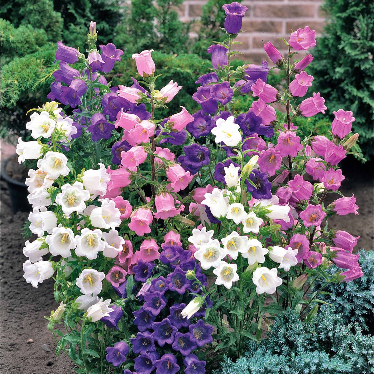 2 Campanules Carillon en mélange - Campanula medium carillon - Willemse