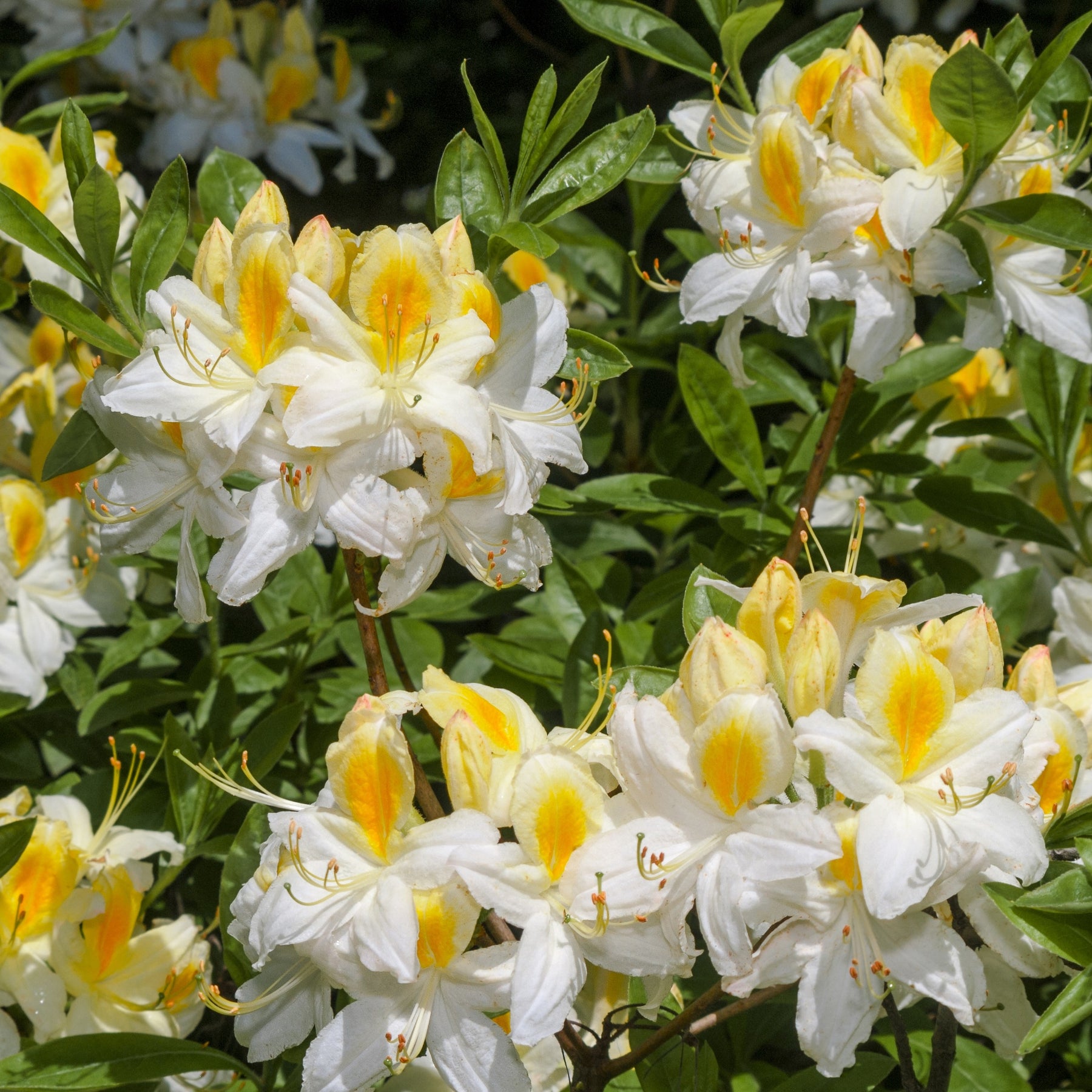 Collection de 3 Azalées de Chine : orangé, jaune, blanche - Azalea mollis - Azalées