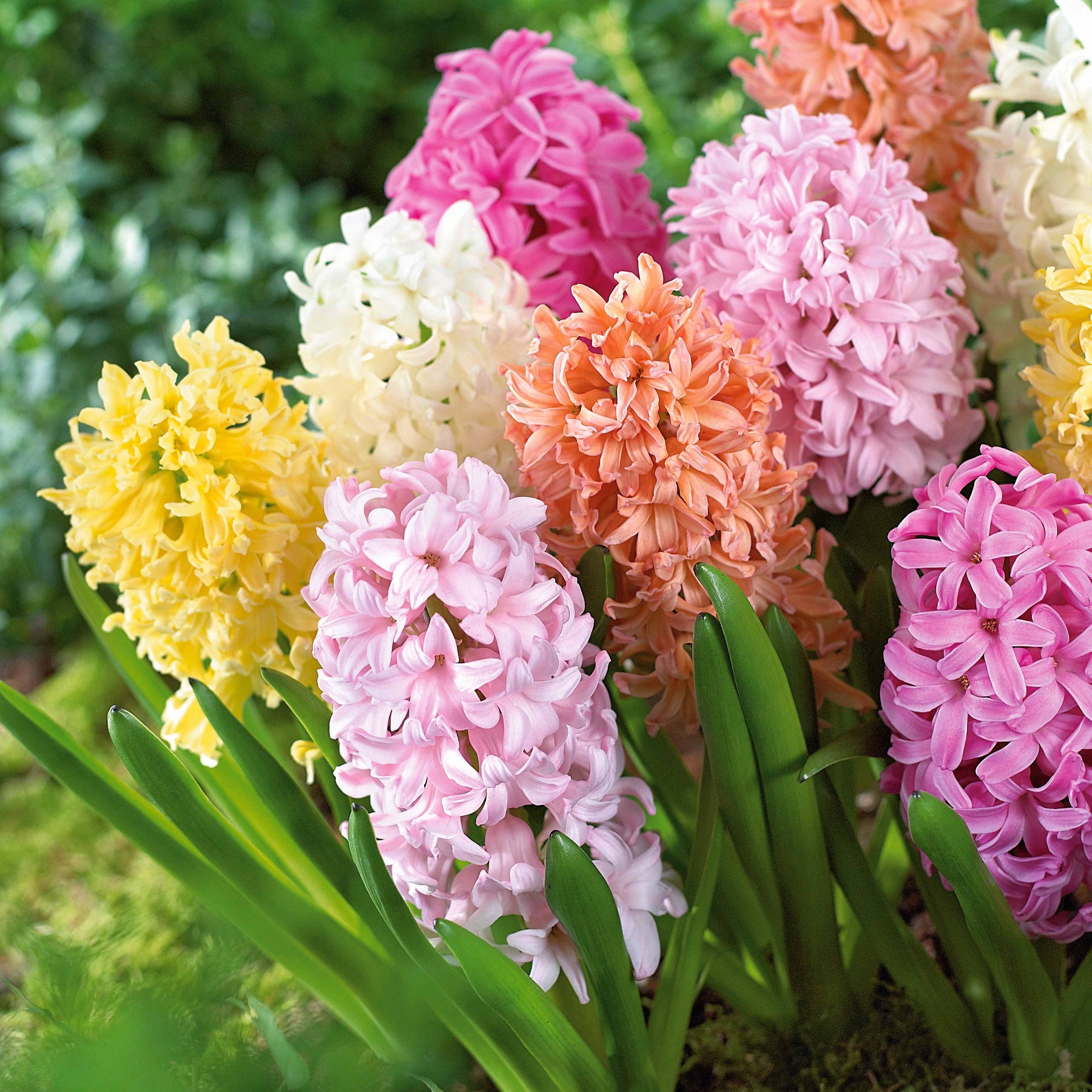 20 Jacinthes pastel en mélange - Hyacinthus - Plantes