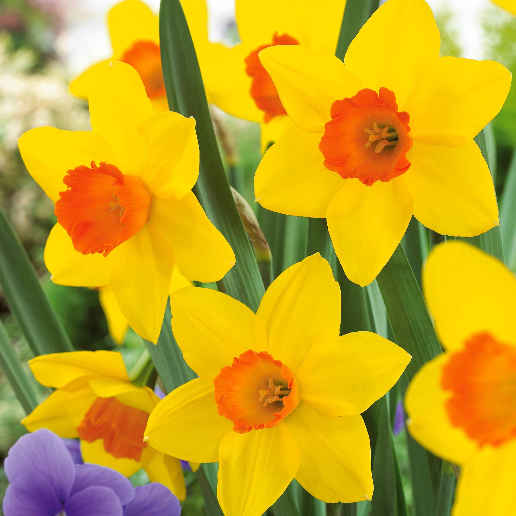 Collection de 30 Narcisses Fortune et Rijnveld Early Sensation - Narcissus 'fortune', 'rijnveld early sensation', ' - Narcisse