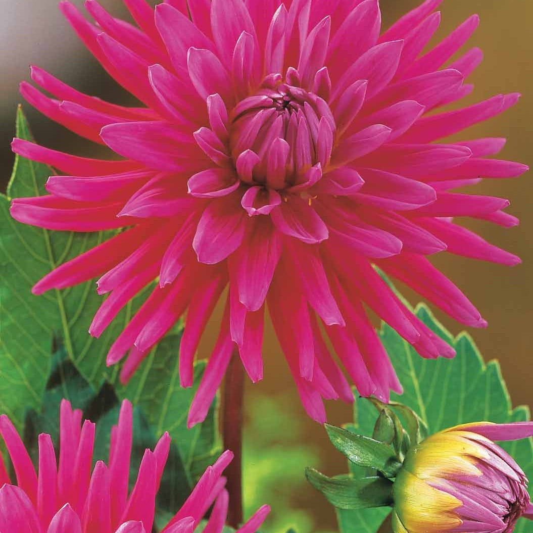 8 Dahlias cactus en mélange - Dahlia 'haley jane', 'purple gem', 'oiseau de feu' - Dahlia