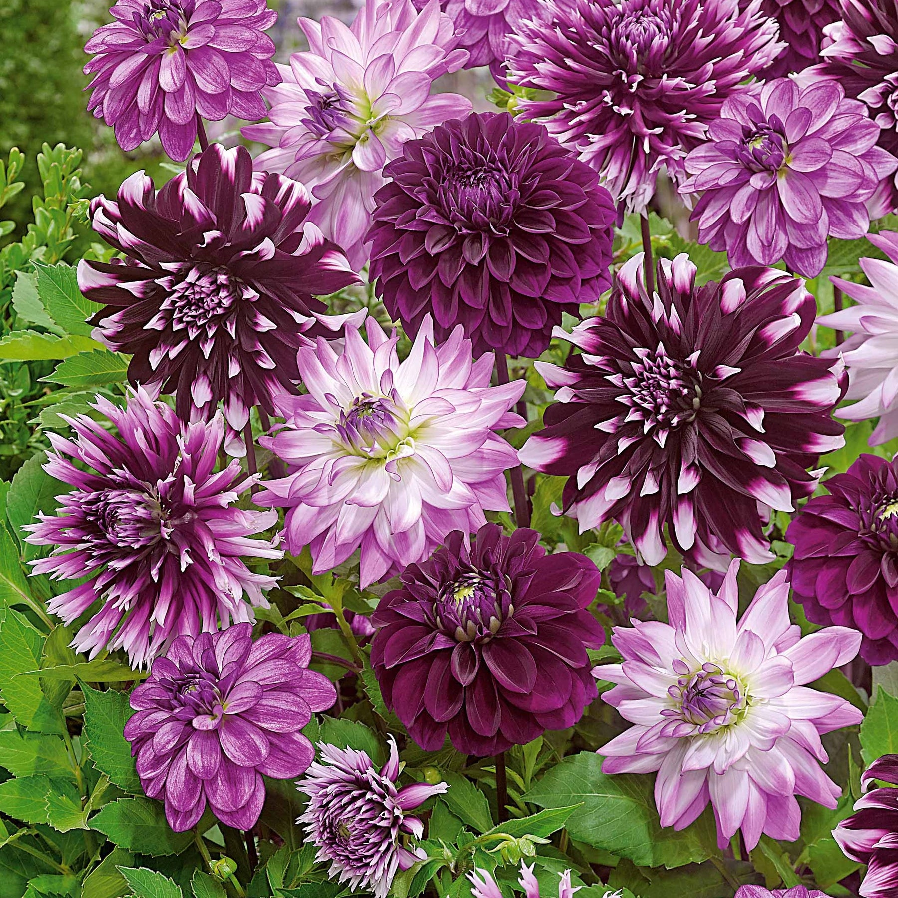 5 Grands Dahlias en mélange - Dahlia 'diva', 'clair obscur', 'contraste', 'seduc - Plantes