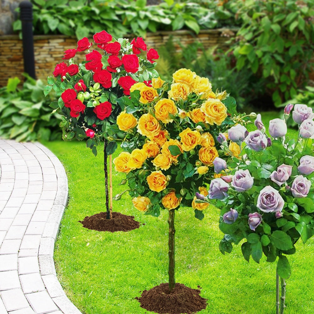 Collection de 3 Rosiers tiges : Walztime, Sunsilk, Dame de Cœur - Rosa 'walztime' 'sunsilk''dame de coeur' - Willemse