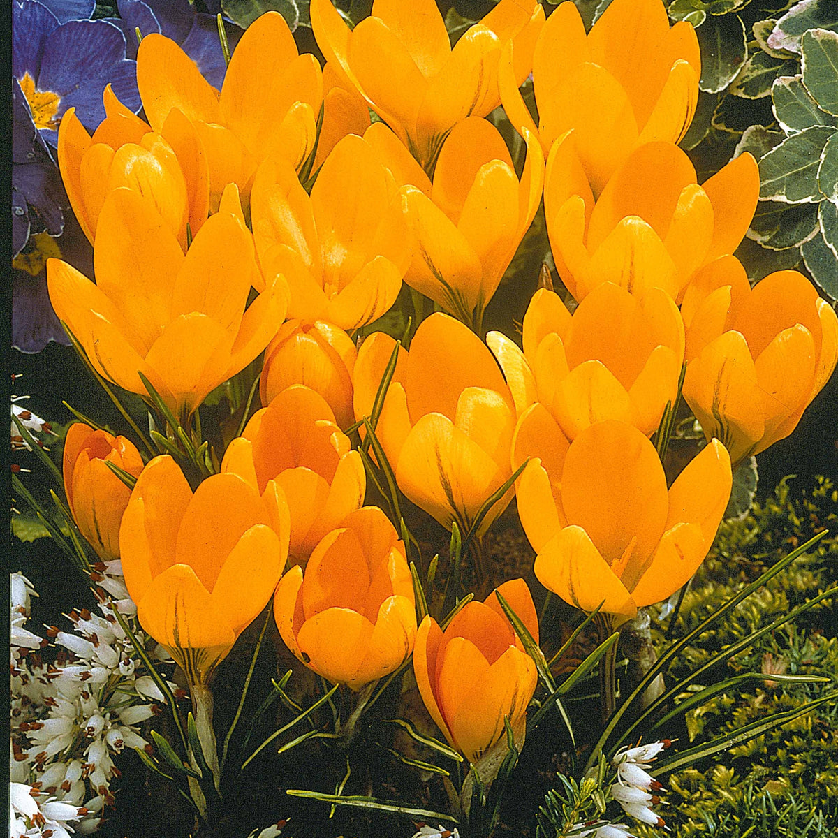 60 Crocus blanc violet, jaune, blanc, violet en mélange - Crocus 'yellow mammouth', 'flower record', 'jeanne - Willemse