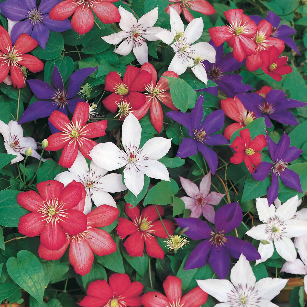 Collection de 3 Clématites : Ville de Lyon, Miss Bateman, Président - Clematis Ville de Lyon, Miss Bateman, Président - Willemse