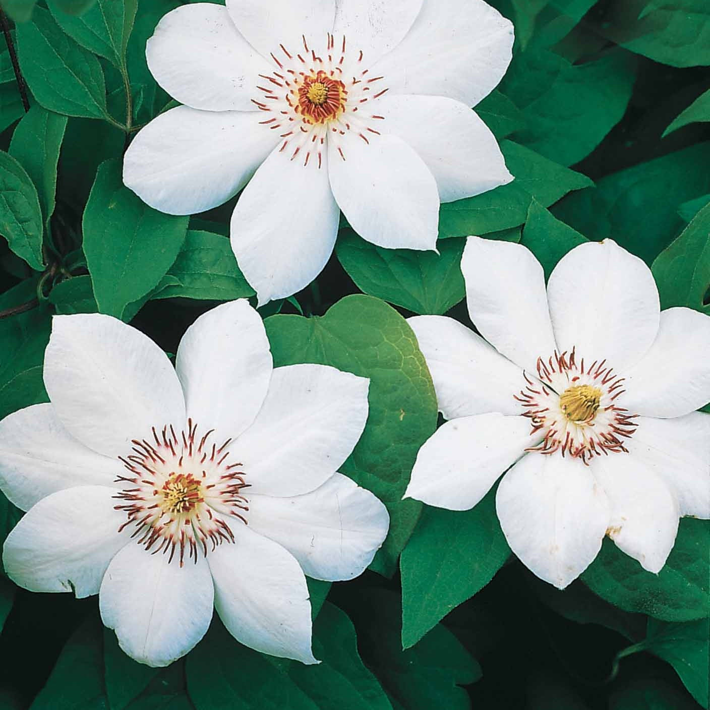 Collection de 3 Clématites : Ville de Lyon, Miss Bateman, Président - Clematis 'ville de lyon', 'miss bateman', 'preside - Plantes grimpantes