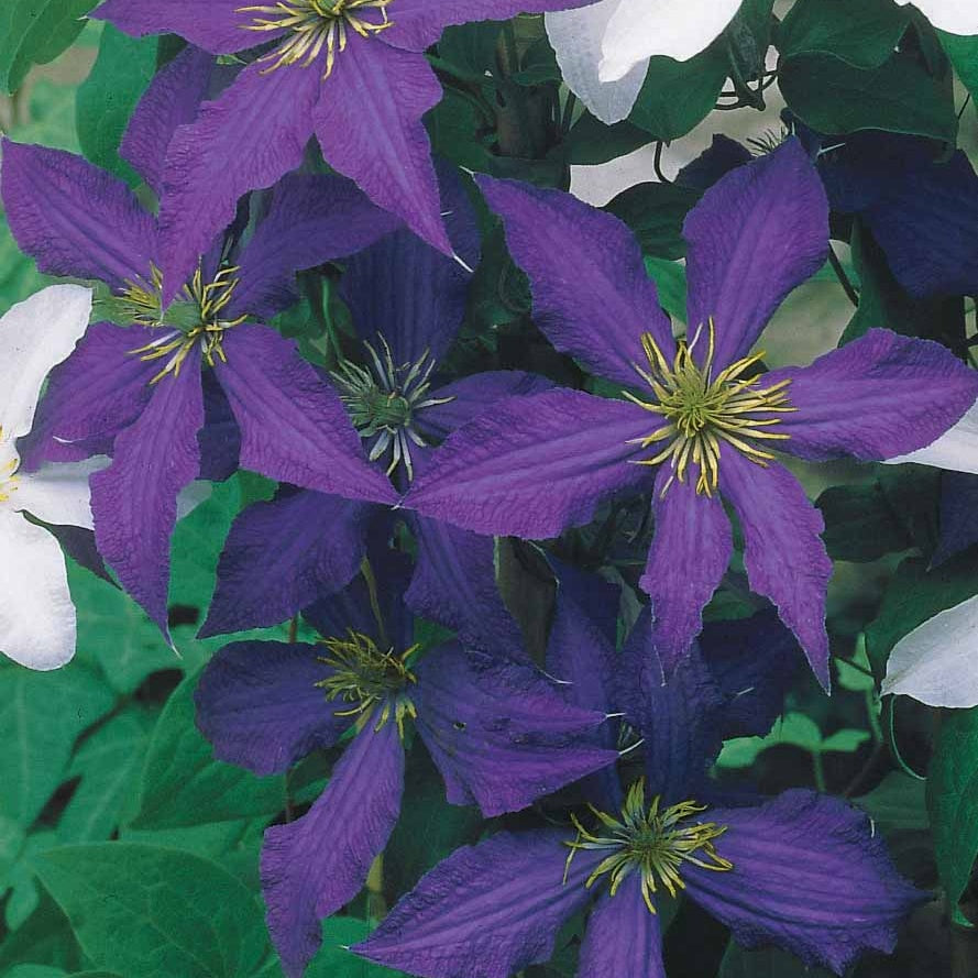 Collection de 3 Clématites : Ville de Lyon, Miss Bateman, Président - Clematis 'ville de lyon', 'miss bateman', 'preside - Clématites