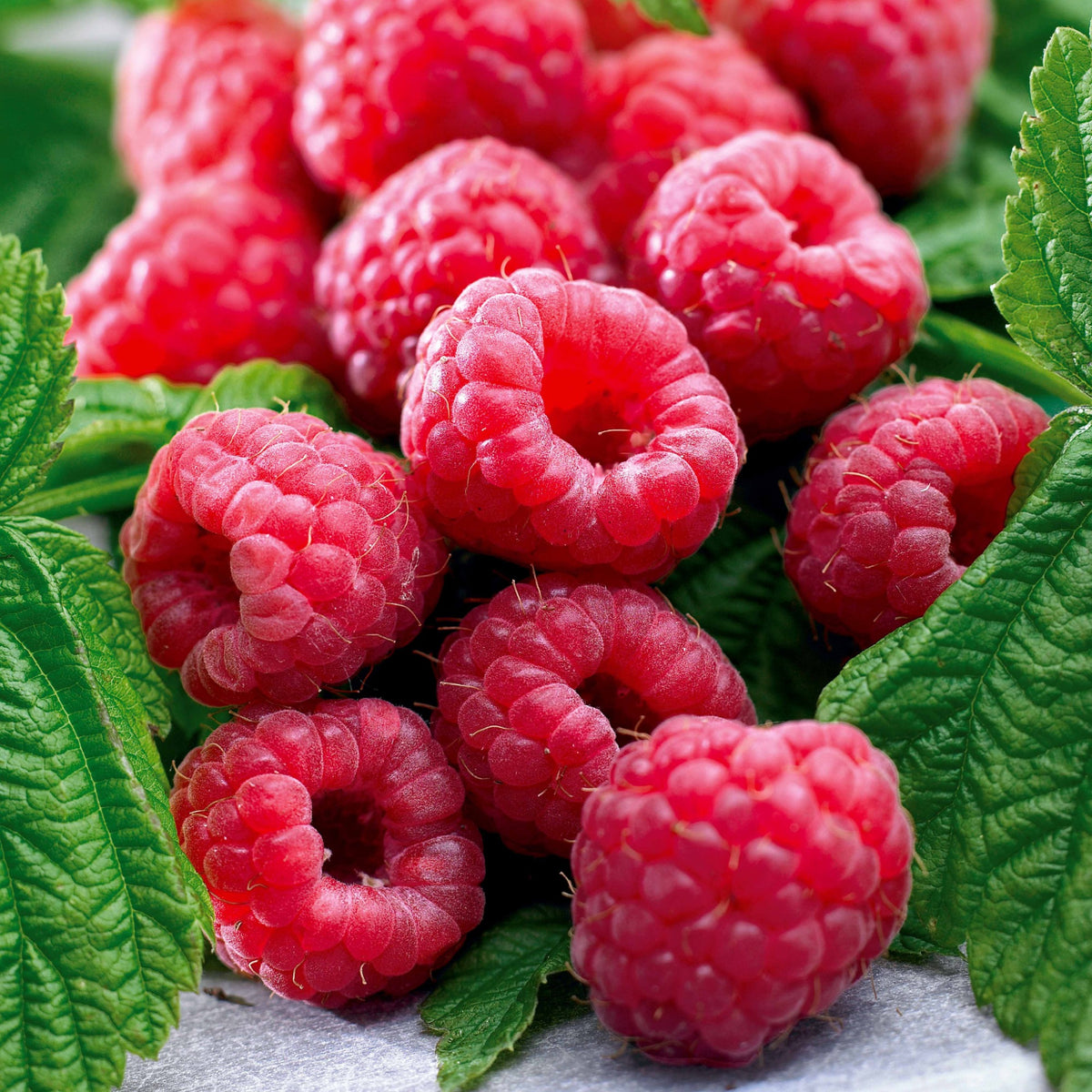 Collection de Framboisiers : Marastar,Fallgold, Sumo 2 - Rubus idaeus Marastar ®, Sumo 2, Fallgold - Willemse