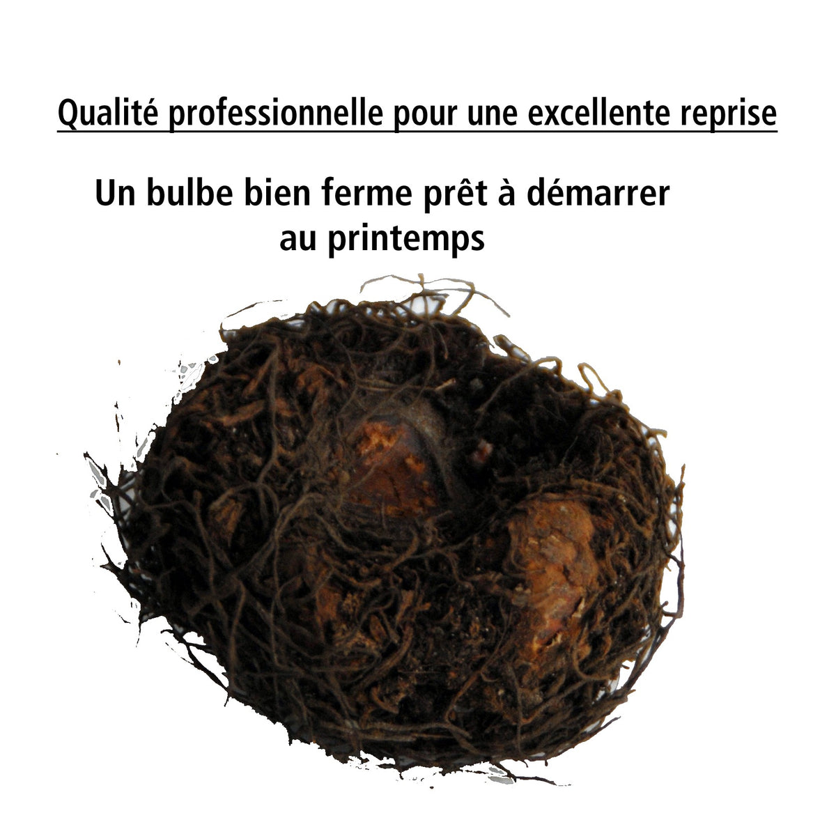 9 Bégonias fimbriata en mélange - Begonia fimbriata - Willemse