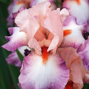 6 Iris de jardin noire, orange, rosé en mélange - 2iris profondeur de champ (depht of field) + 2 ir