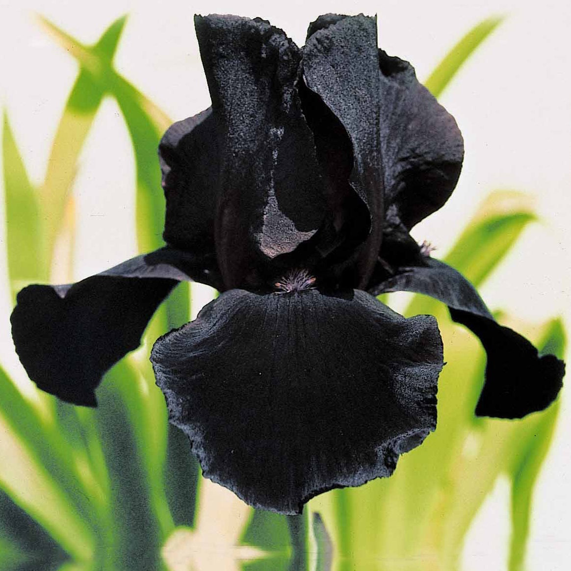 6 Iris de jardin noire, orange, rosé en mélange - 2iris profondeur de champ (depht of field) + 2 ir - Fleurs vivaces