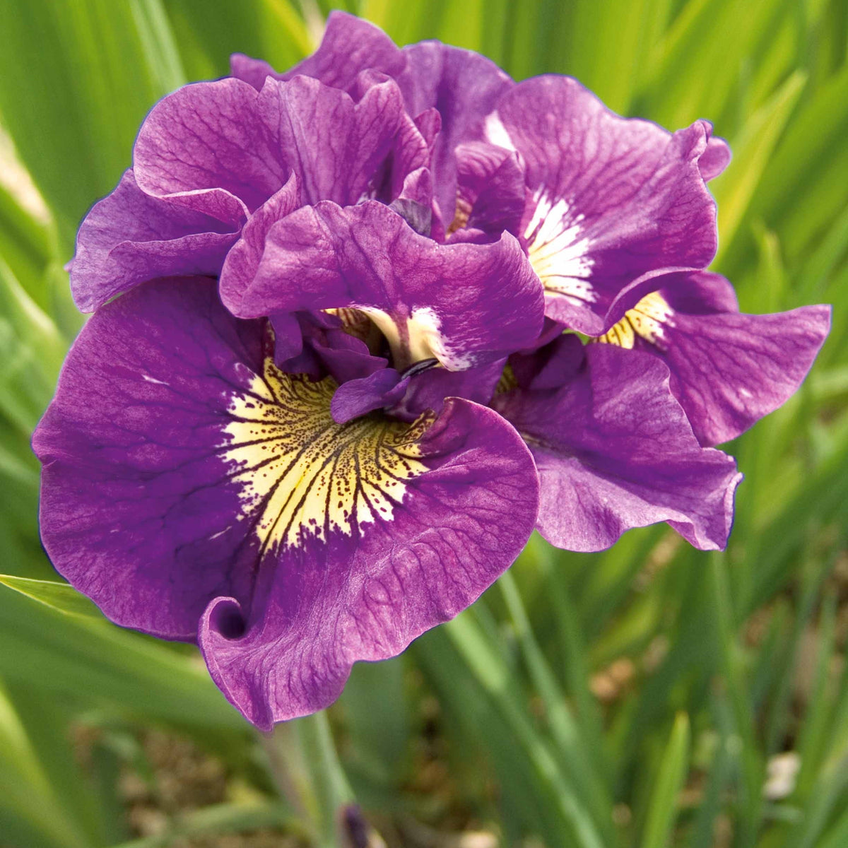 Collection de 6 Iris de Sibérie - Iris sibirica Double Standard,  Concord Crush,  Pink Parfait - Plantes vivaces