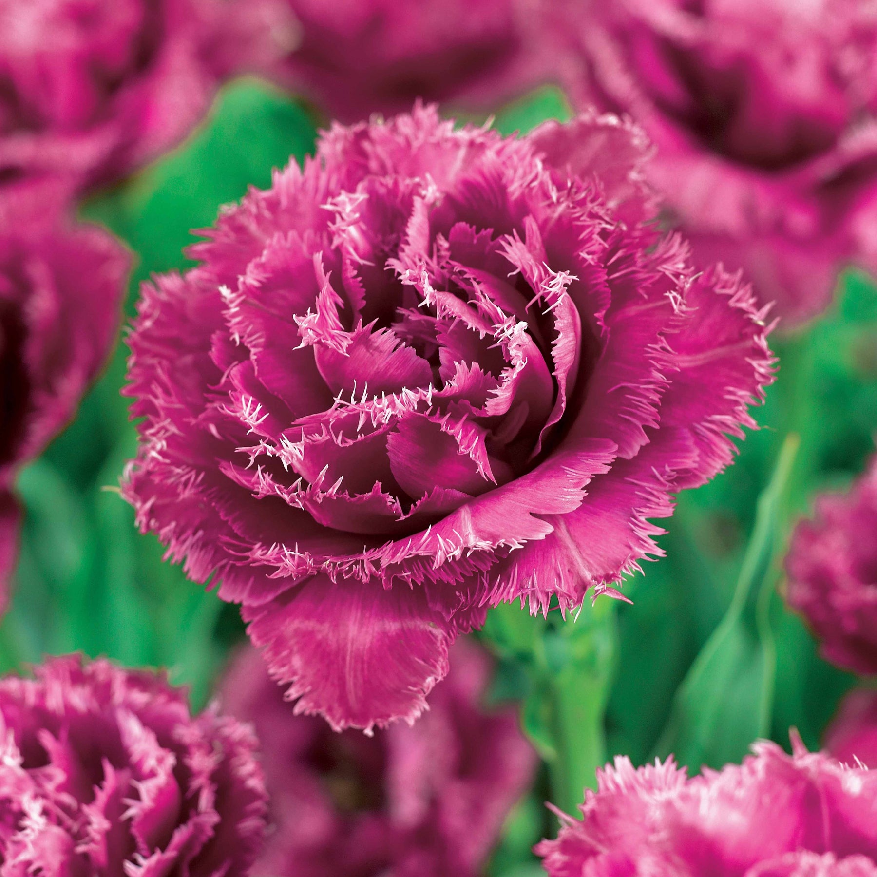 Collection de 15 Tulipes frangées : Queensland, Mascotte, Vaya con Dios - Tulipa queensland, mascotte , vaya con dios - Bulbes à fleurs