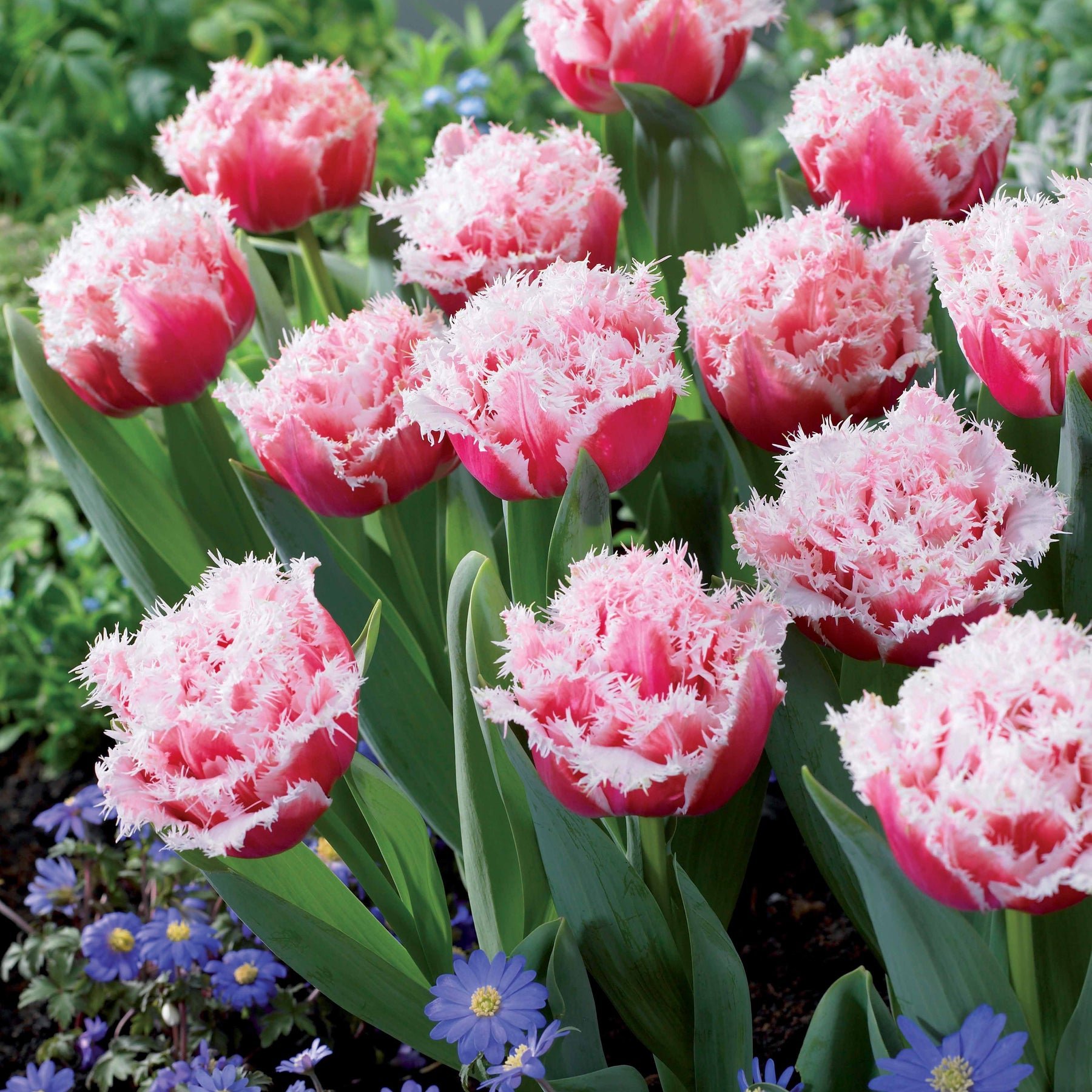 Collection de 15 Tulipes frangées : Queensland, Mascotte, Vaya con Dios - Tulipa queensland, mascotte , vaya con dios