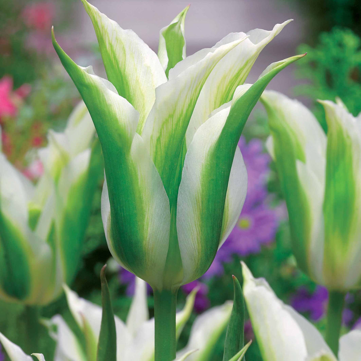 10 Tulipes à fleurs de lis Greenstar - Tulipa greenstar - Plantes