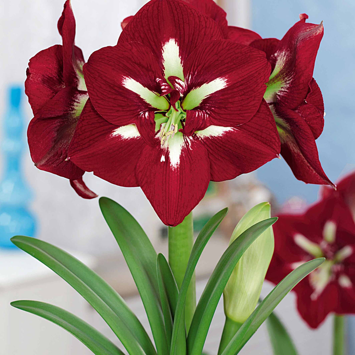 Collection de 2 Amaryllis géantes - Amaryllis barbados , exposure - Willemse