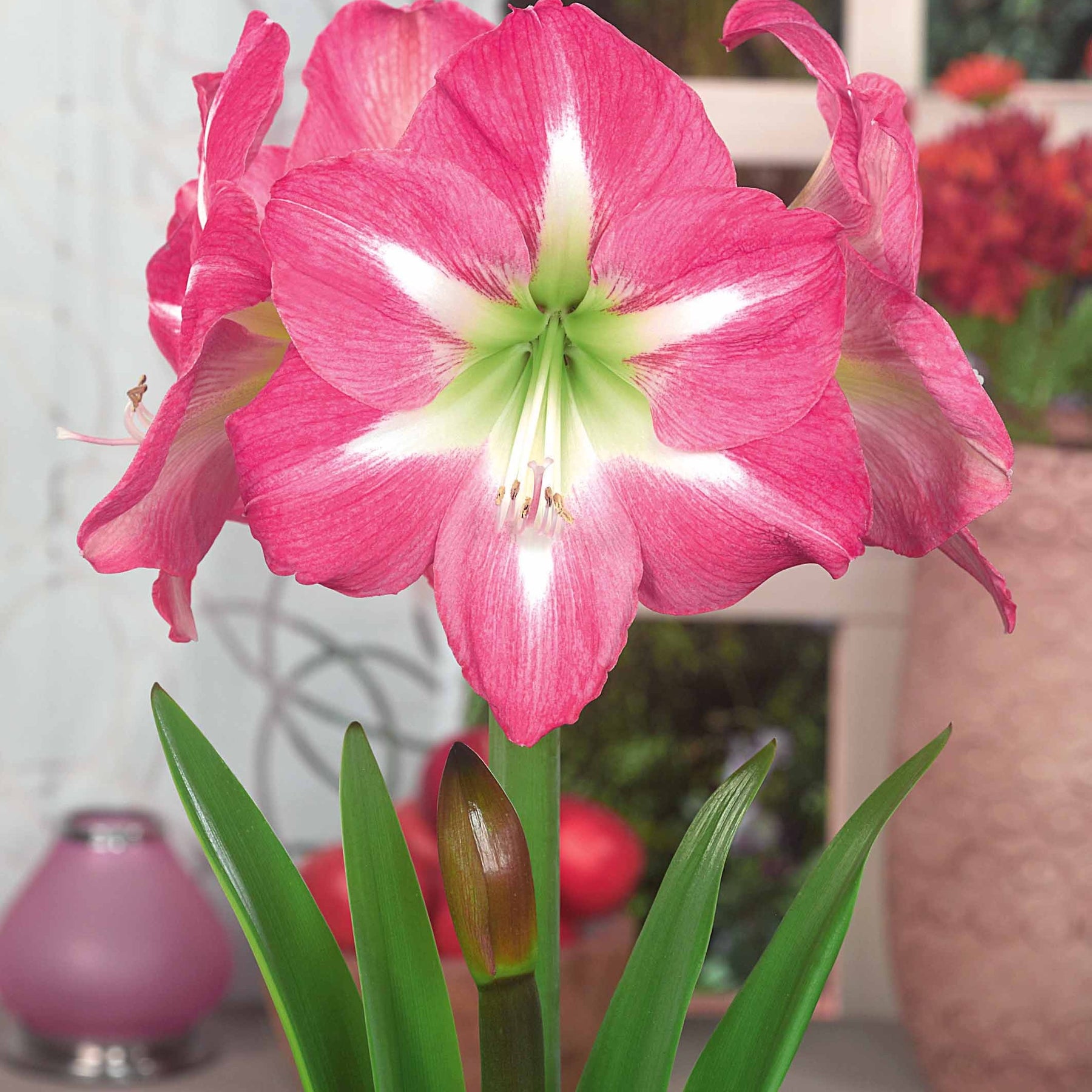 Collection de 2 Amaryllis géantes - Amaryllis barbados , exposure - Amaryllis