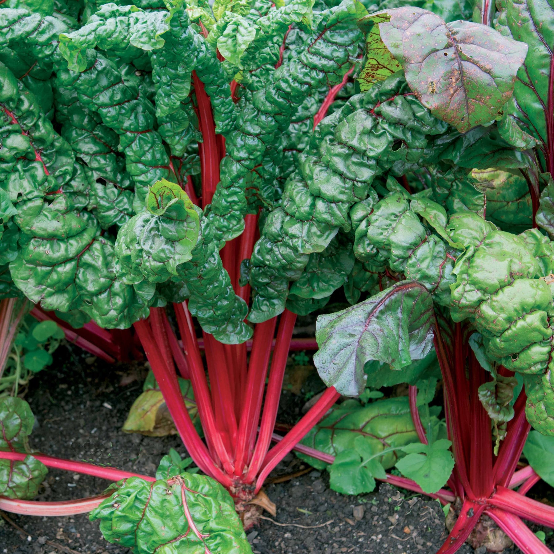 Poirée à carde rouge Rhubarb Chard - Beta vulgaris cicla - Potager