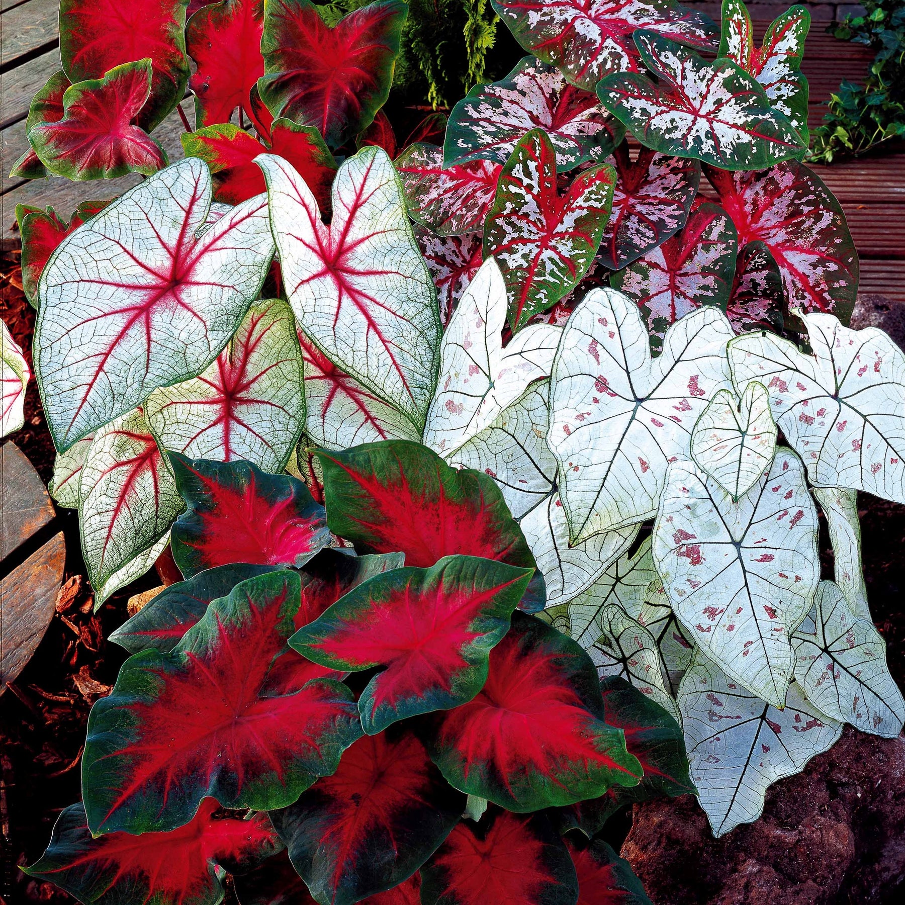 3 Caladiums en mélange - Caladium - Plantes d'intérieur