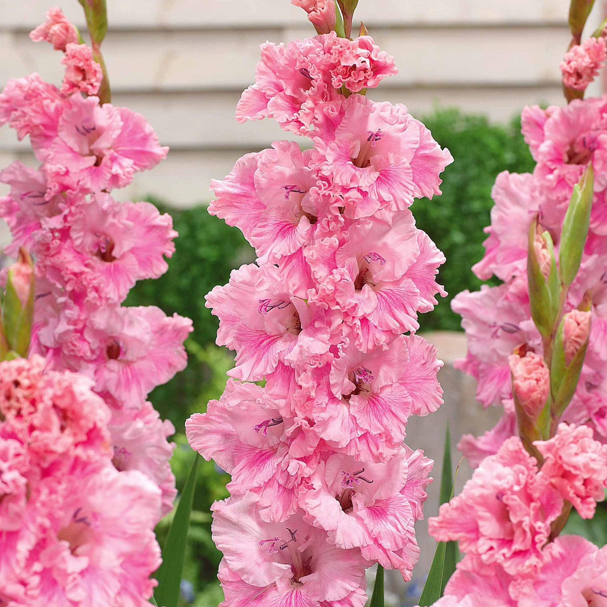 Collection de 30 Glaïeuls perroquets - Gladiolus 'kirov','saratov','katherina' - Willemse