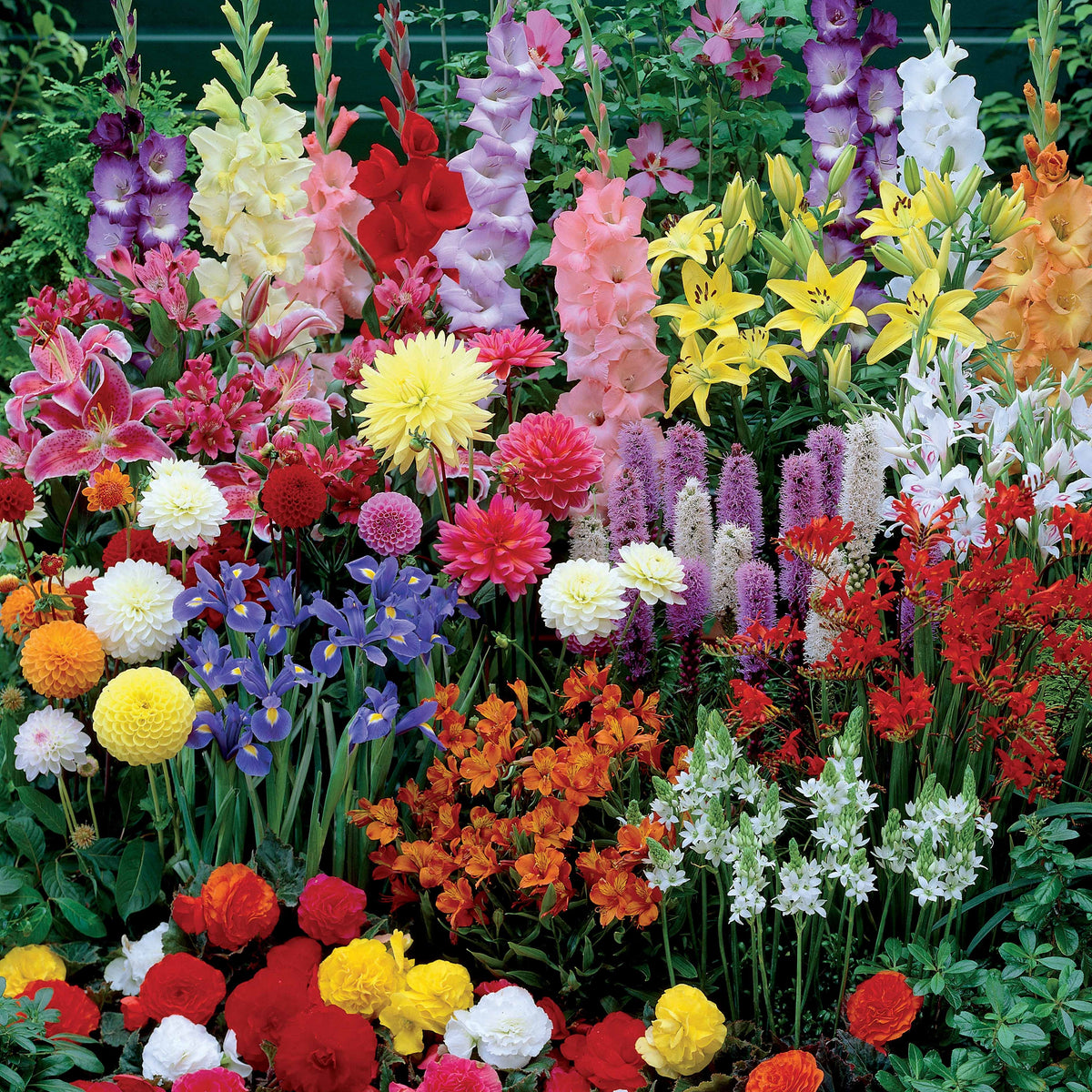 Massif d'été fleuri en mélange - 1,5 m² - Gladiolus, Begonia, Iris, Liatris, Crocosmia, Lilium, Dahlia - Willemse