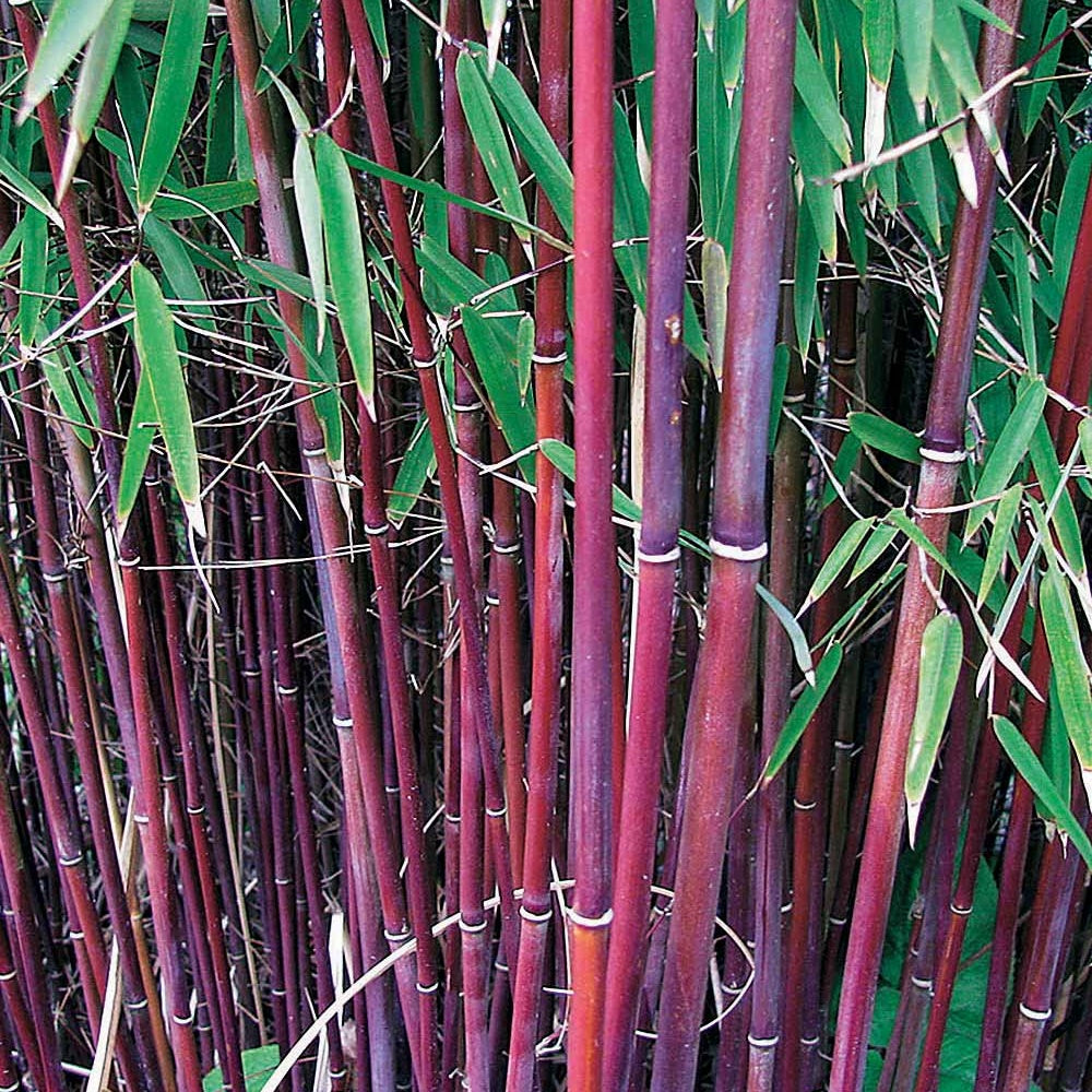 Collection de 3 Bambous traçants : vert, jaune, rouge - Phyllostachys bissetii, aureosulcata Aureocaulis, Fargesia scabrida Asian Wonder
