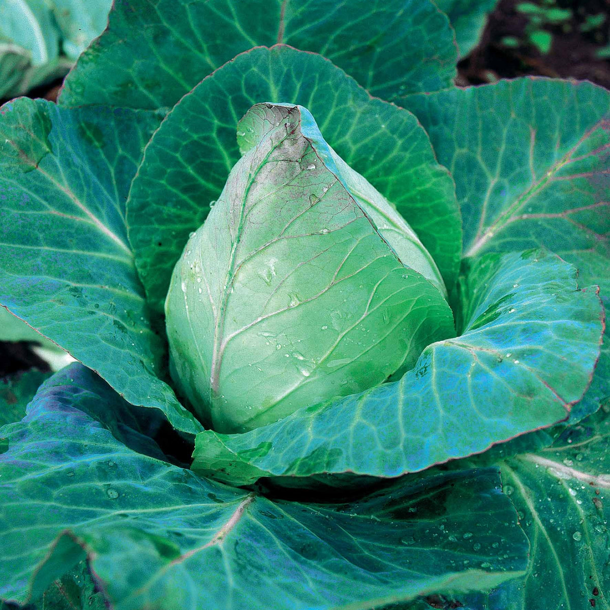 Collection de choux - Collection de choux (vertus, boeuf, tête noire, merveille, igor) - Willemse