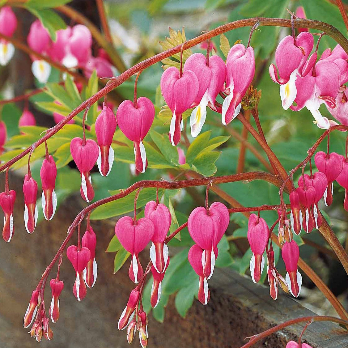 4 Coeur de Marie en mélange - Dicentra spectabilis