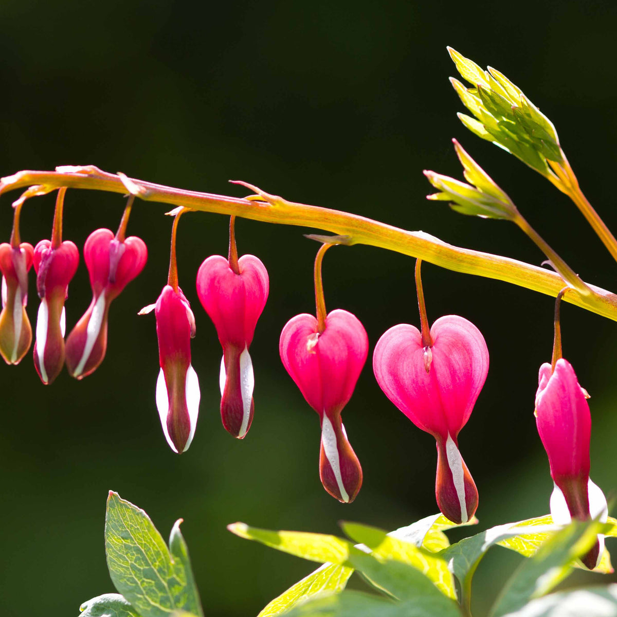 4 Coeur de Marie en mélange - Dicentra spectabilis - Willemse