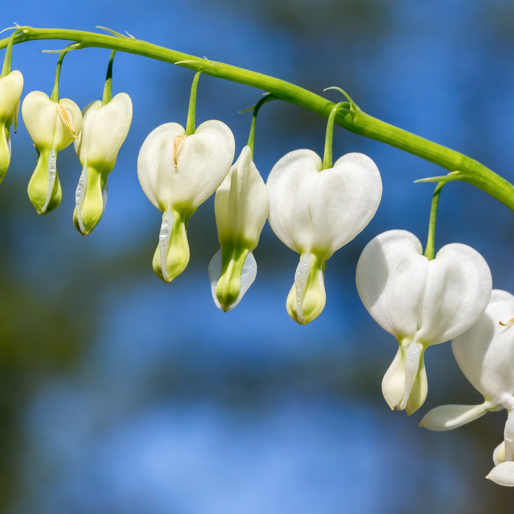 4 Coeur de Marie en mélange - Dicentra spectabilis